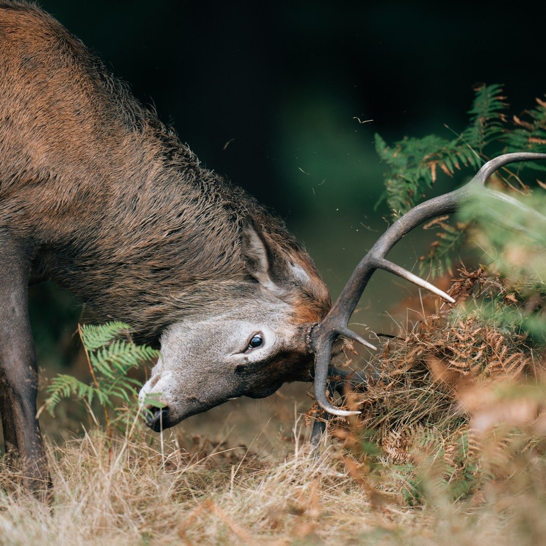 Red deer stag thrashing bracken during the rut